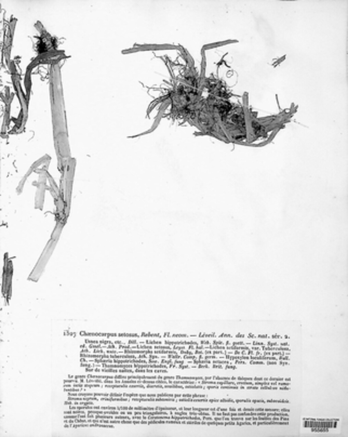 Chaenocarpus setosus image
